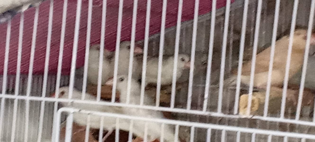 Java Patay for sale 0