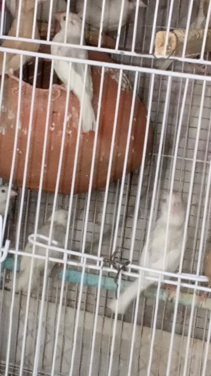 Java Patay for sale 1