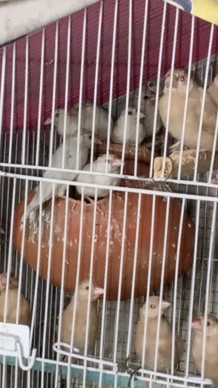 Java Patay for sale 2