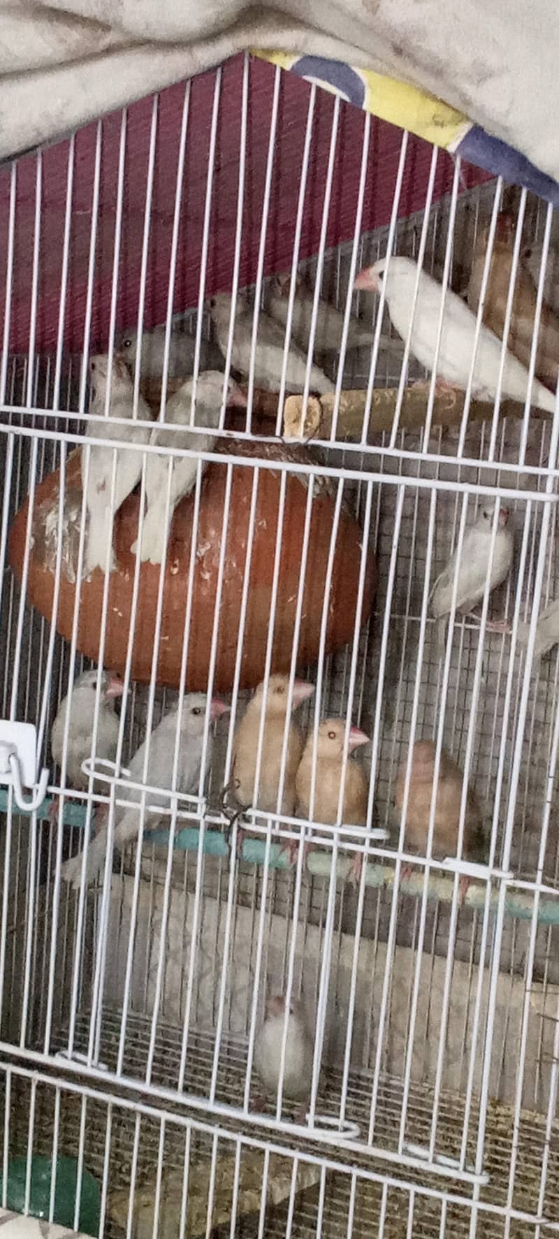 Java Patay for sale 3