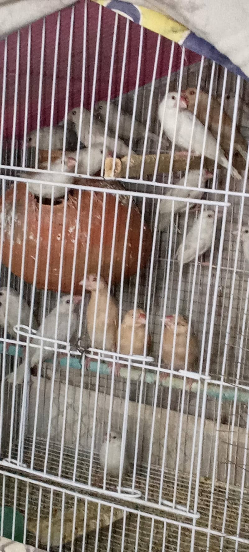 Java Patay for sale 4