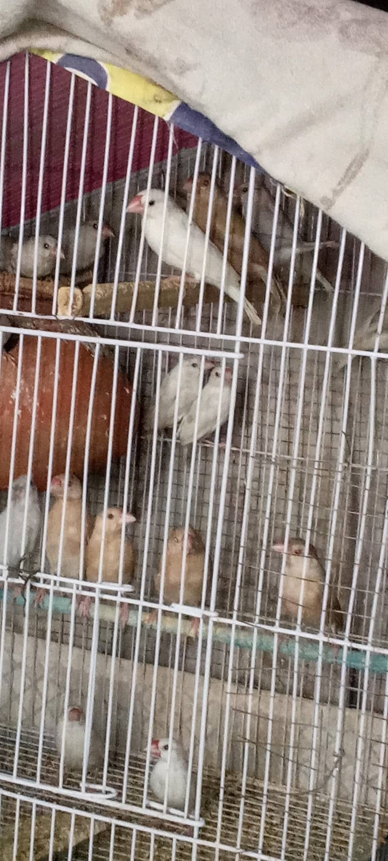 Java Patay for sale 5