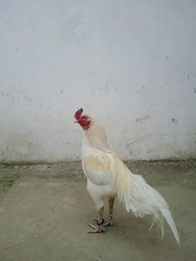 aseel Heera for sale