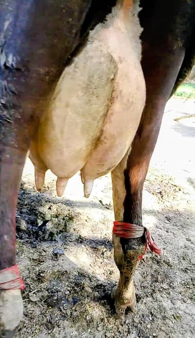 First timer cow urgent for sale 14kg milk with warranty
