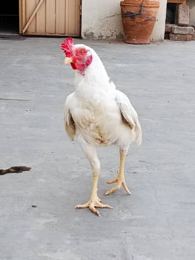 Paper White Heera Aseel Patha for sale