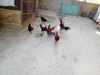 Austerlop misri or aseell