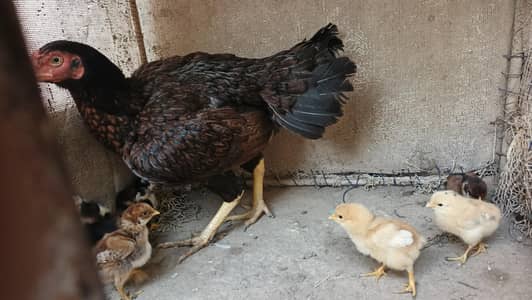 Aseel Jawa Hen with 10 chiks