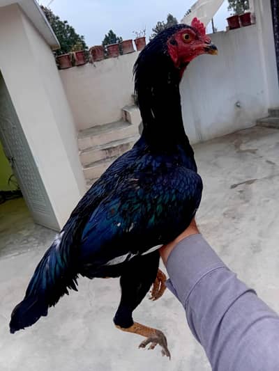 mushka patha for sale