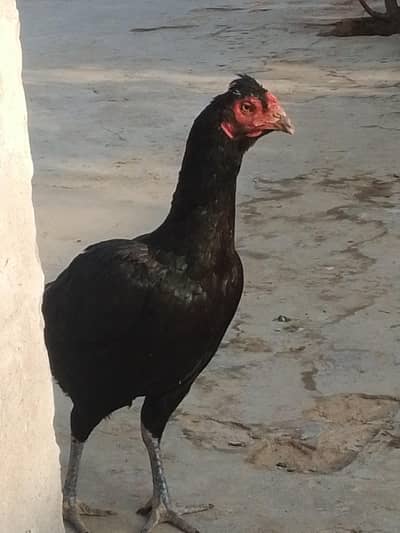 Boht hi nayab kisam ki Madi hai or itni Kam kimat men