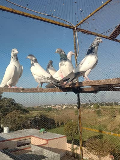 high-flyers pkr k Kbotr