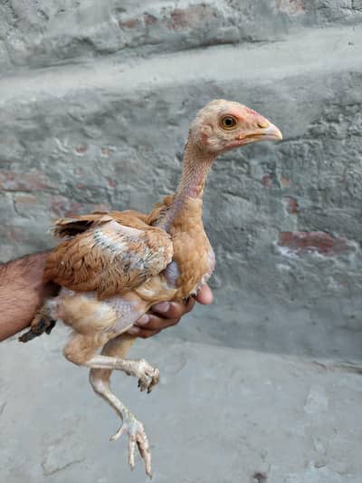 aseel chekan available