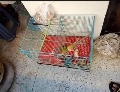 Cages Available for Sale