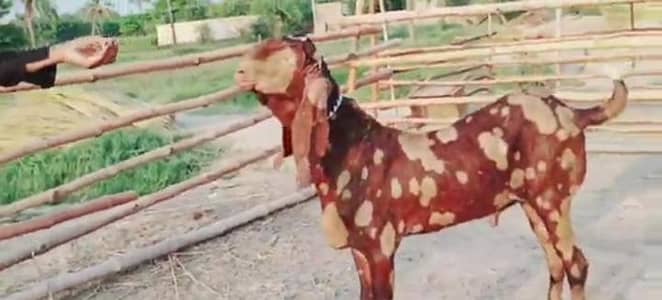 qurbani ke Liye do Dan Bakra for sale 03033477978