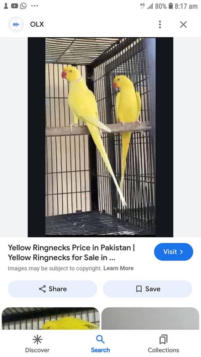 yellow Ringneck breeder pair for sale with 4 eggs