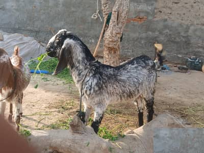 DESI PATH MAKHI CHINI DESI BAKRA