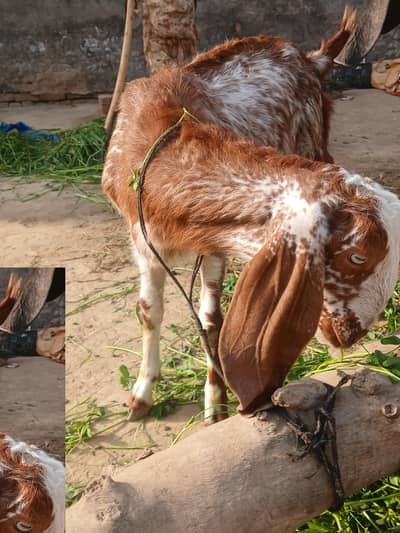 DESI PATH MAKHI CHINI