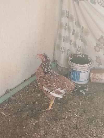 Aseel hen for sale