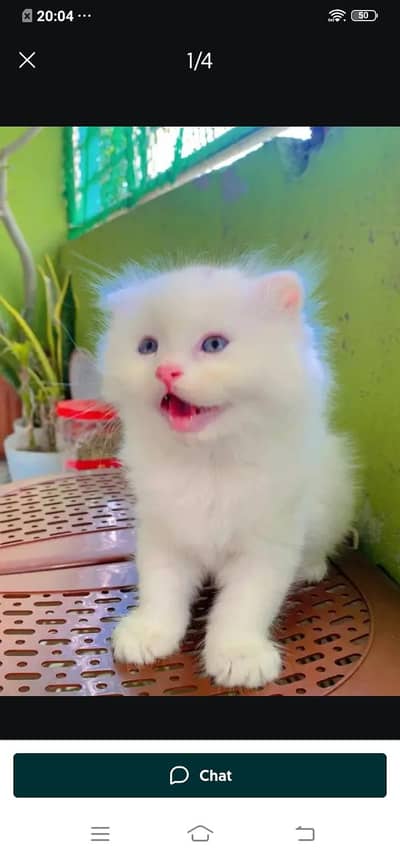 Persian cat for sale male or female my WhatsApp03313091788