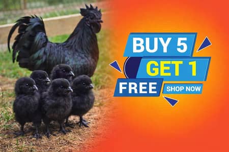 Ayam Cemani Grey tongue chicks exclusive offer buy 5 get 1 free