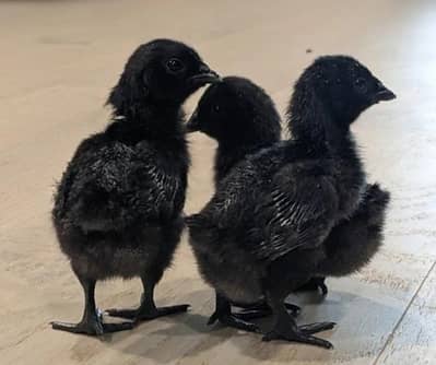 Ayam Cemani Grey tongue chicks exclusive offer buy 5 get 1 free
