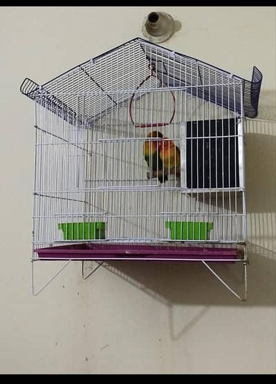 Beautiful Love Birds with Cage
