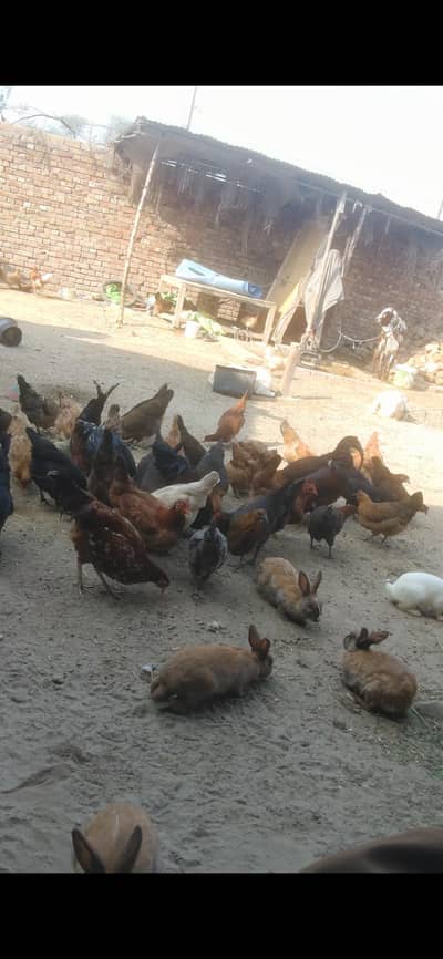 Best Quality Home Grown Desi Murghi for Sale