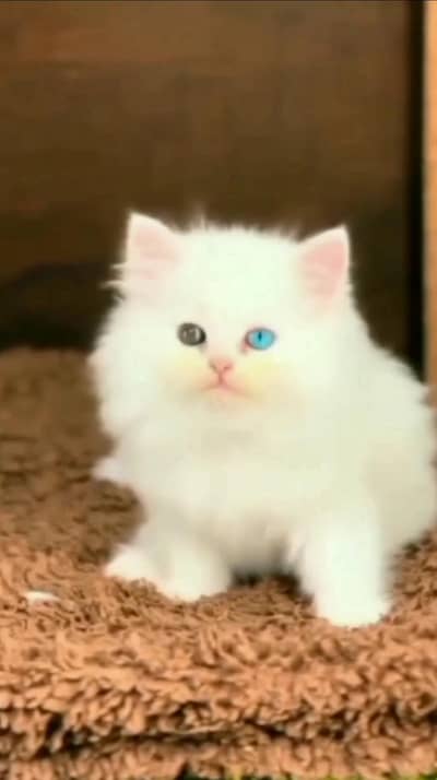 Persian female kitten for sale WhatsApp number 0313-49-37-460