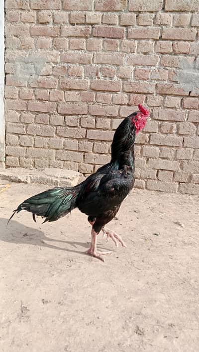 Thai male  choras nali gand jor