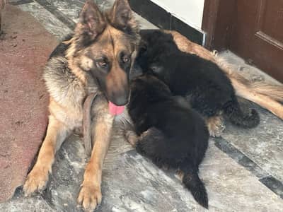 Breeder female for sale