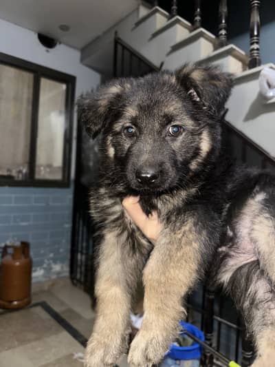 Germen shepherd puppy