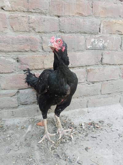 Mianwali Aseel Pathi/Murgi – Shokeen Hazrat Rabta Karein