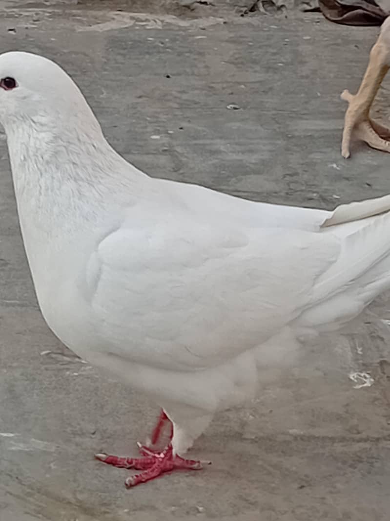 بہت ہی خوبصورت کنگ فی میل  بریکر 0