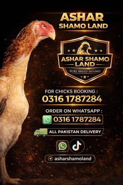 Top Quality Shamo Chicks And Eggs
