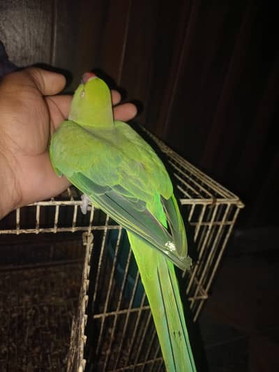 2 female 1 full handtame zero bite