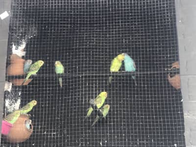 Australian parrots for sale