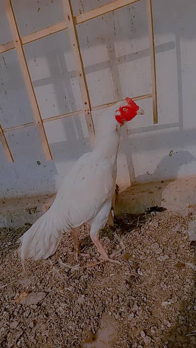 White Herra murga Aseel