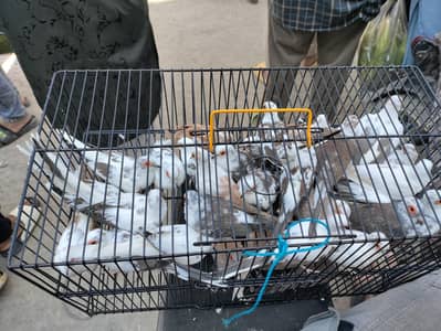 Diamond Pied Dove For sale