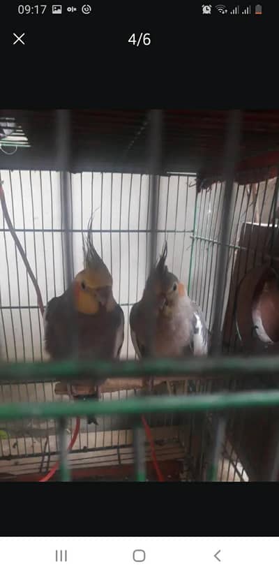 male and female cocktails 6 egg bhi sath hain