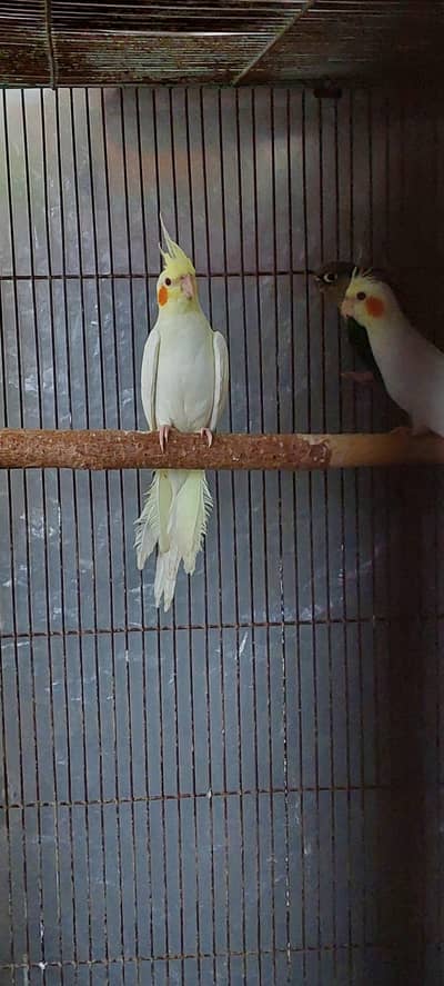 Common white cocktail Hogo pairs high red conure