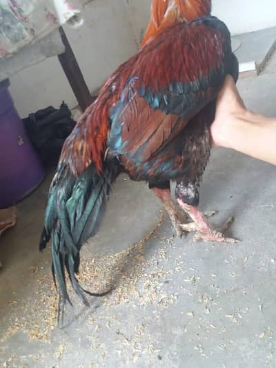 Top pure quality aseel