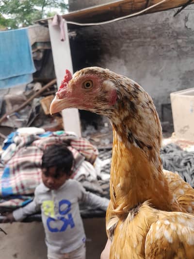 sel hai pali dafa Andy diya hai 0323 1010627