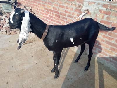 Healthy Black & White Male Goat for Sale – Long Ears, Good Breed