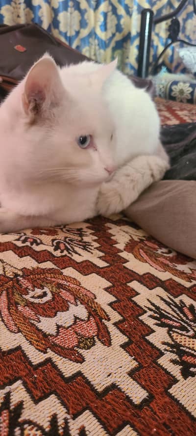 Pure white persian Cat