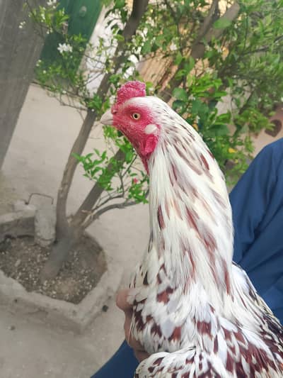 Aseel Java Male and Female