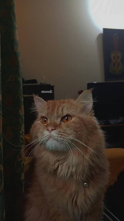 cats for argent sale