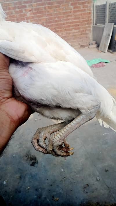 hera. full paper white aseel madhi full active healthy