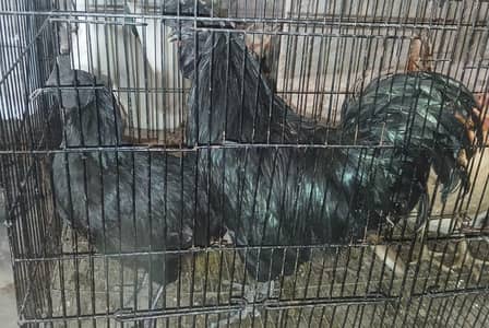 Desi Hen + Ayam Cemani Pair (Egg Laying) – Healthy Birds