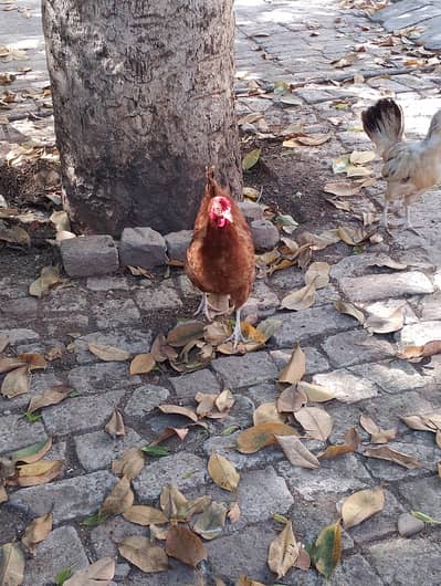 daise hen for sale