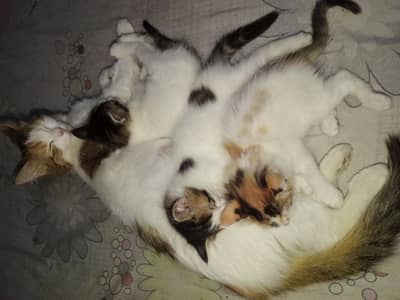 Female Cat with 3 kittens