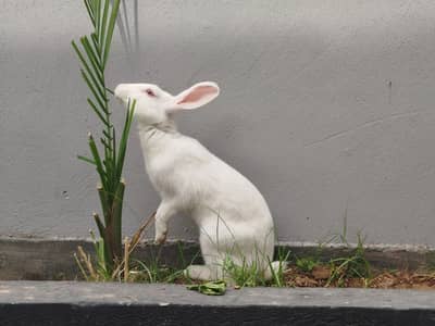 Red Eye Rabbit couple